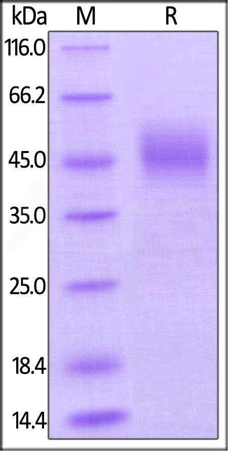 CD3-H5226-sds