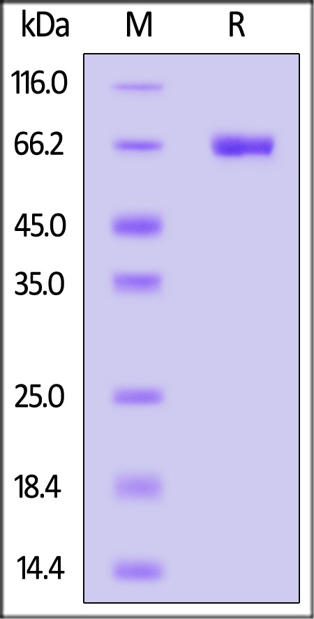 CD3-H5254-sds