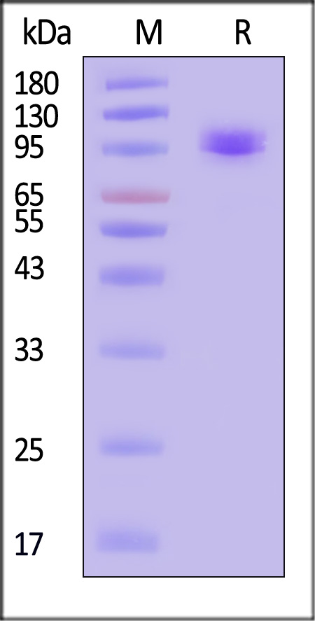 CD3-H82D3-sds