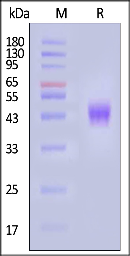 CD3-H82E7-sds
