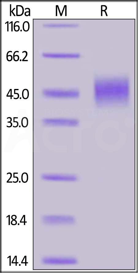 CD3-HF224-sds