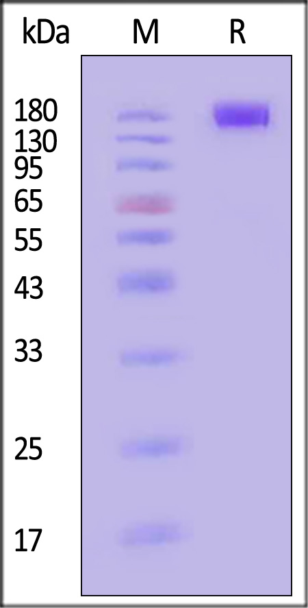 CD5-H5259-sds