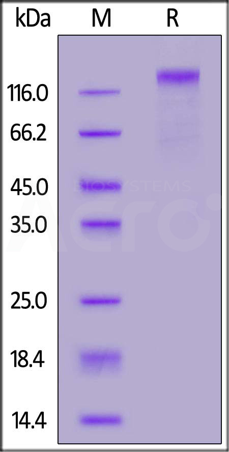 CD5-H82E7-sds