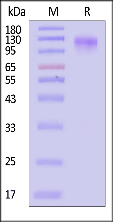CD5-M52H3-sds
