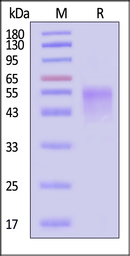 CD6-H5226-sds