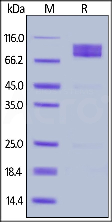 CD6-H5229-sds