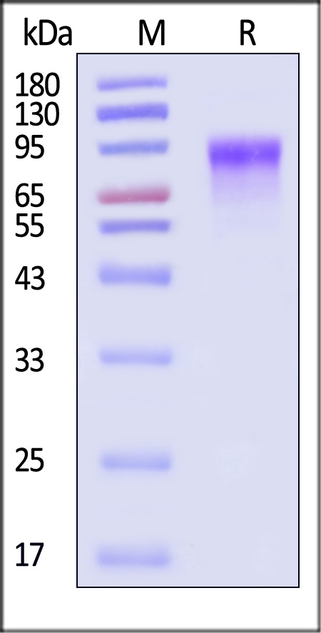 CD6-H52H7-sds
