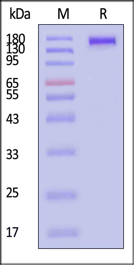CD6-H82E4-sds