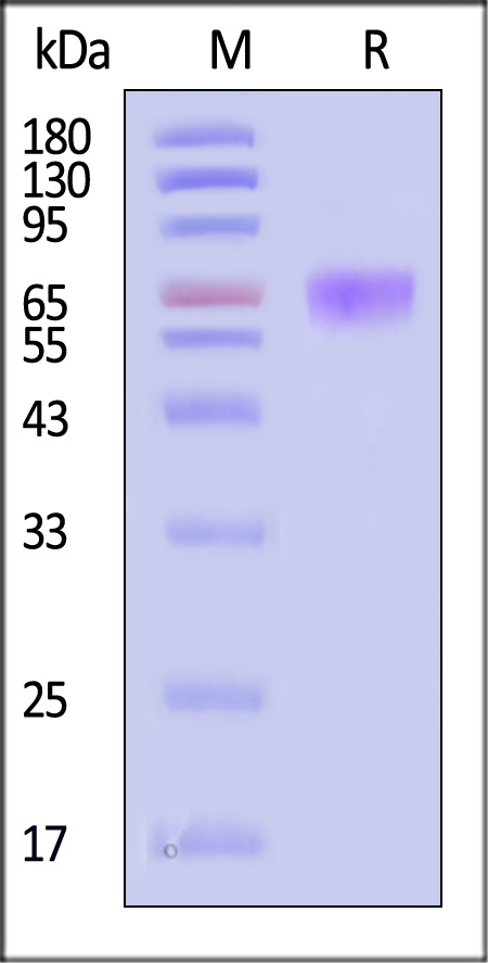 CD7-C5259-sds