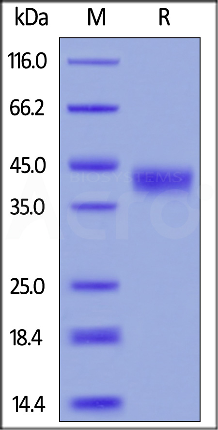 CD8-M5223-sds