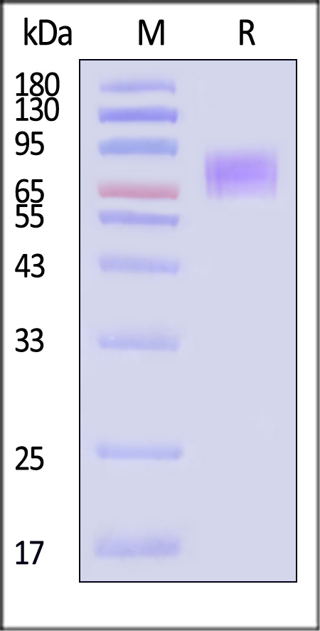 CD9-C5251-sds