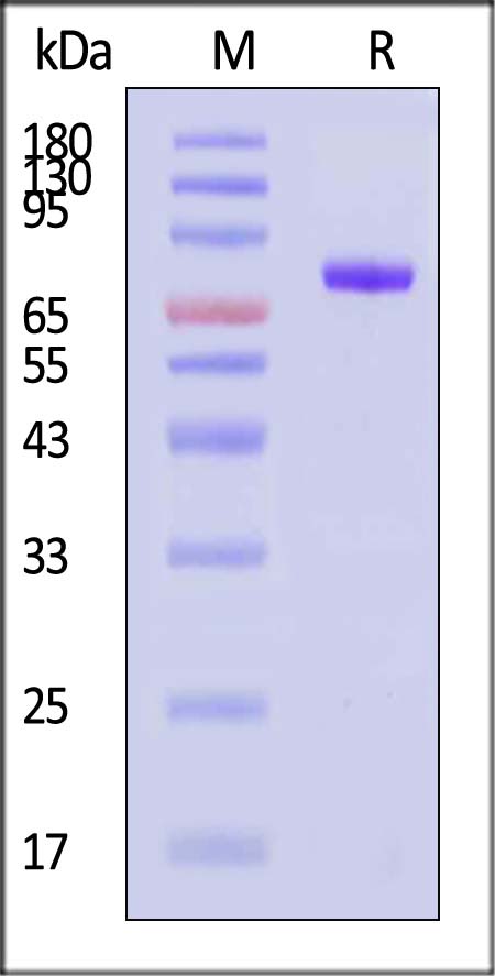 CD9-H5251-sds