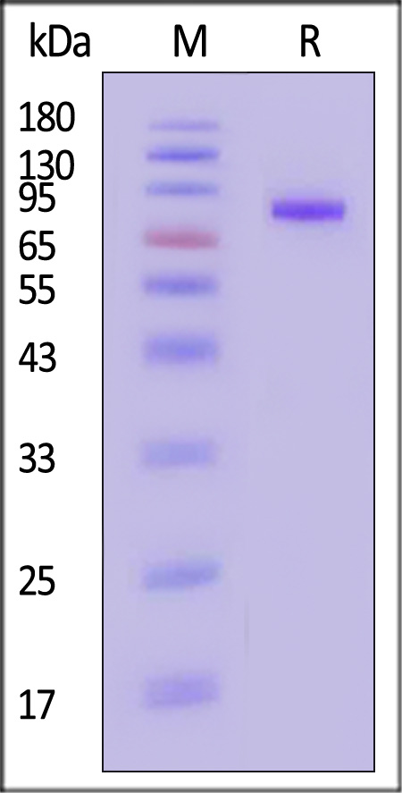 CD9-H5258-sds