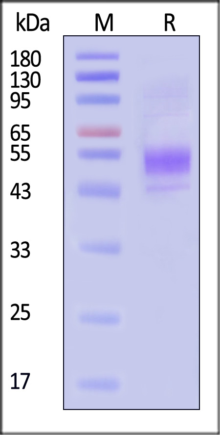 CD9-H52H2-sds