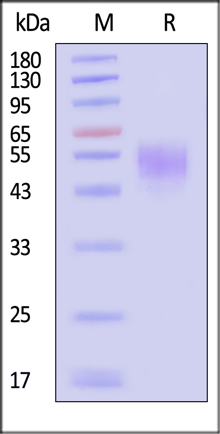 CD9-H53H4-sds