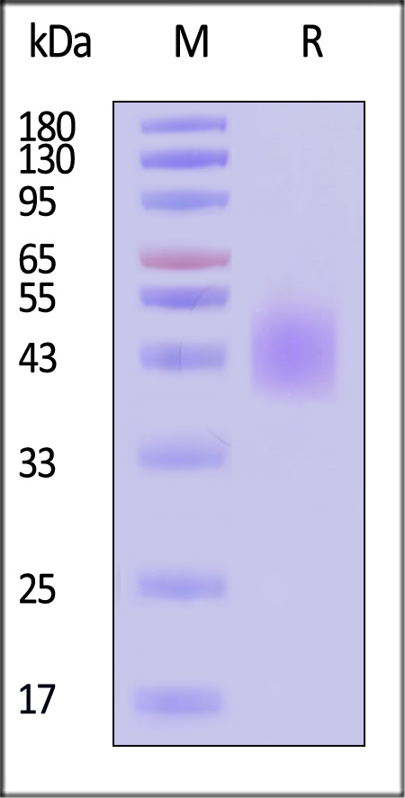 CD89 SDS-PAGE