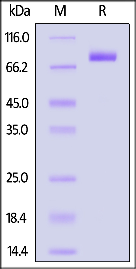 CD9-H82F6-sds