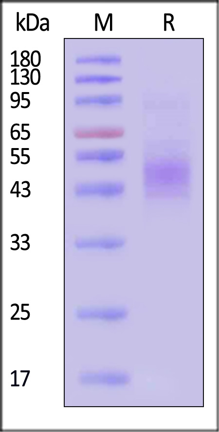 CD9-MA2H8-sds