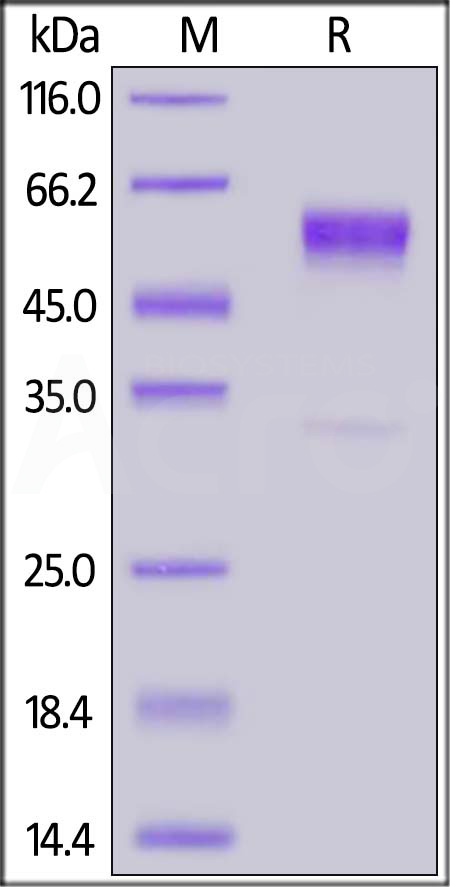 CDB-H5259-sds