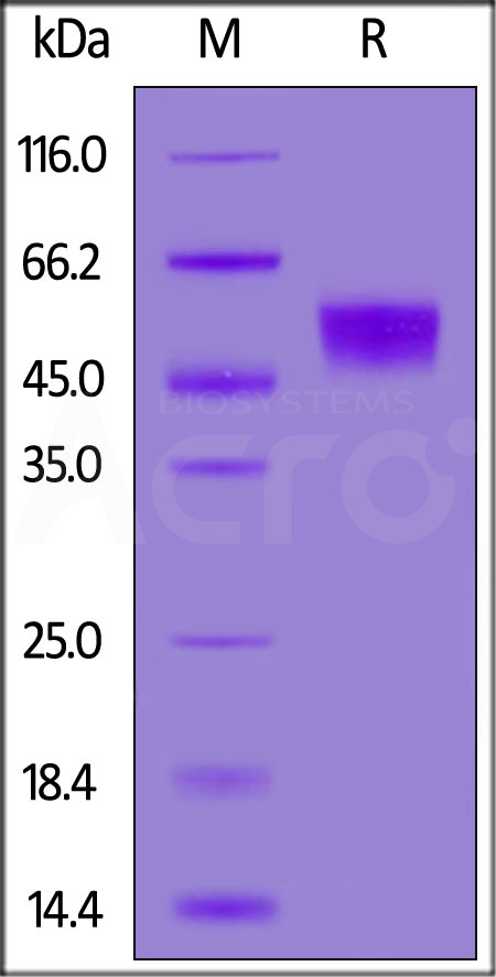 CDB-H5296-sds