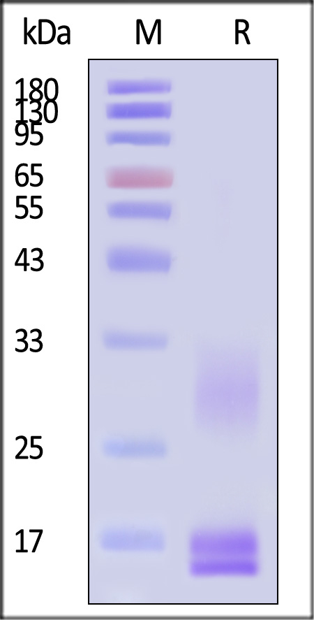 CDD-C52W4-sds