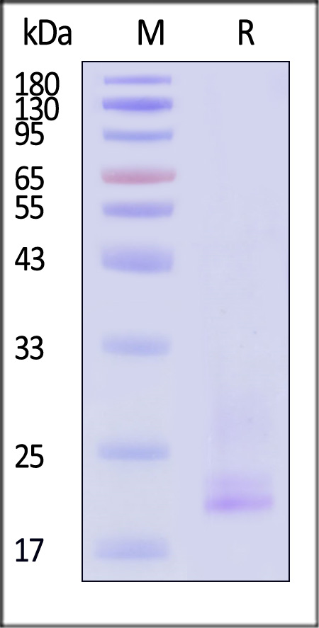 CDD-H52W1-sds