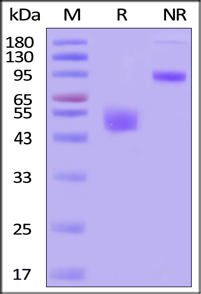 CDD-H52Wa-sds