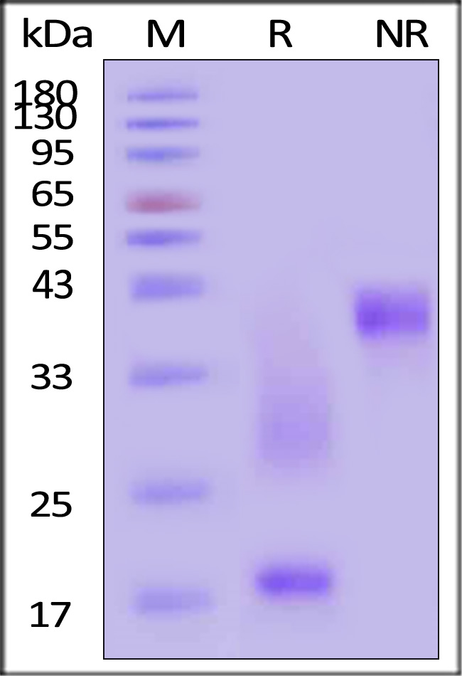 CDD-R52D8-sds