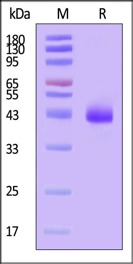 CDE-C5254-sds