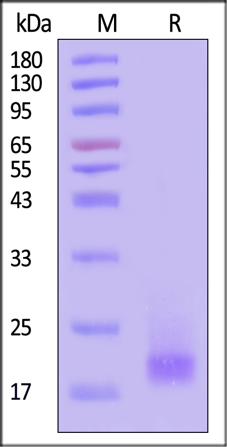 CDE-H8224-sds