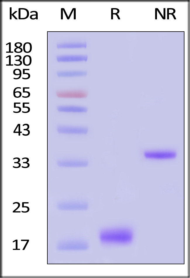 CDG-M52D2-sds