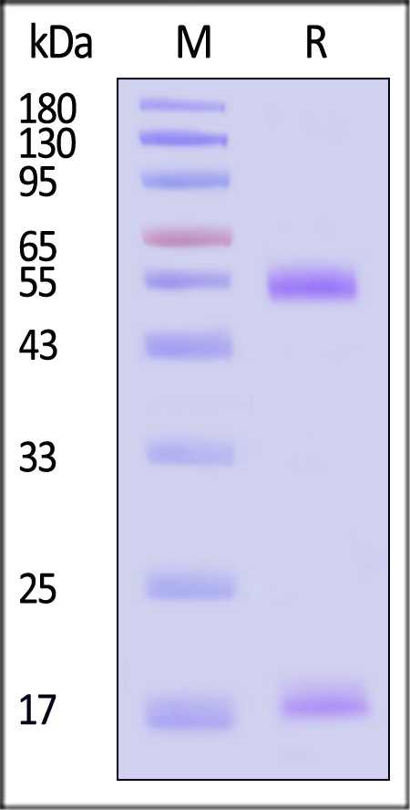CDM-H82E9-sds