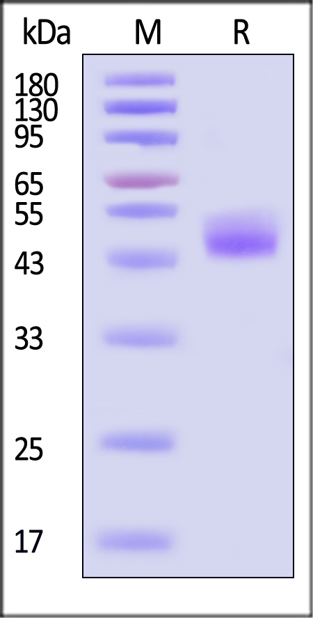 CDN-H5253-sds