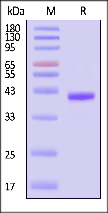 CH1-H5228-sds
