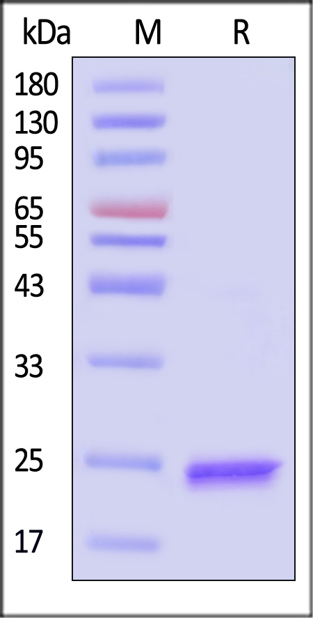 CL9-H5283-sds