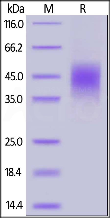 CLA-H5245-sds