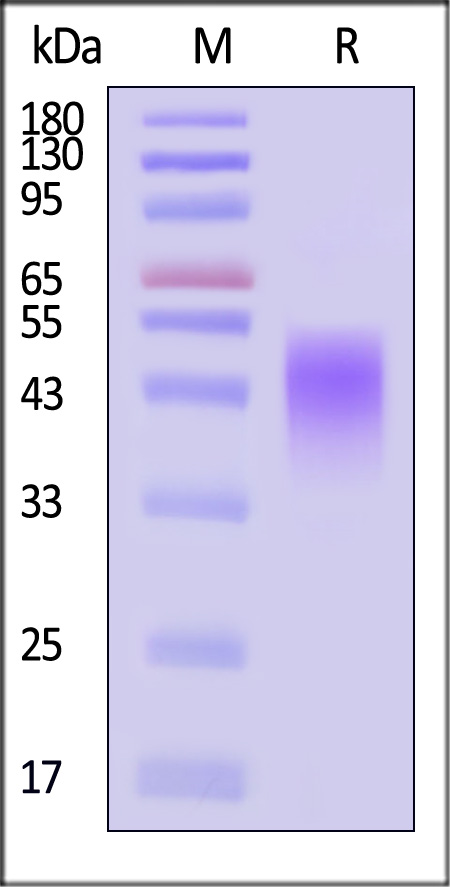 CLA-H52H8-sds