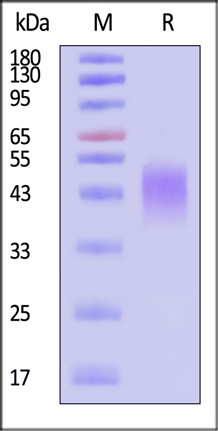 CLA-H82E9-sds