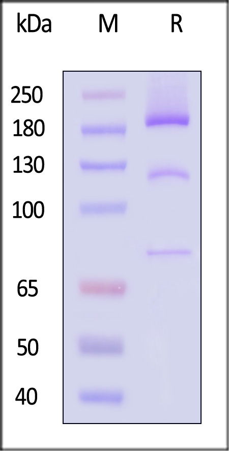 CO5-R52H4-sds