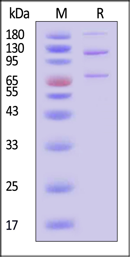 CO5-R82E3-sds