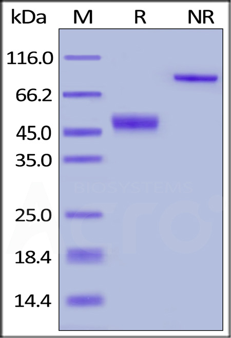 CT4-H5255-sds