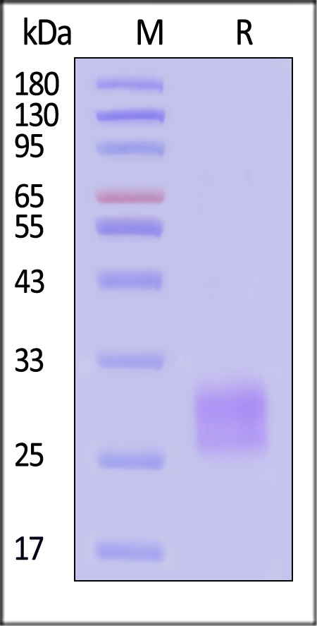 CT4-H52H9-sds