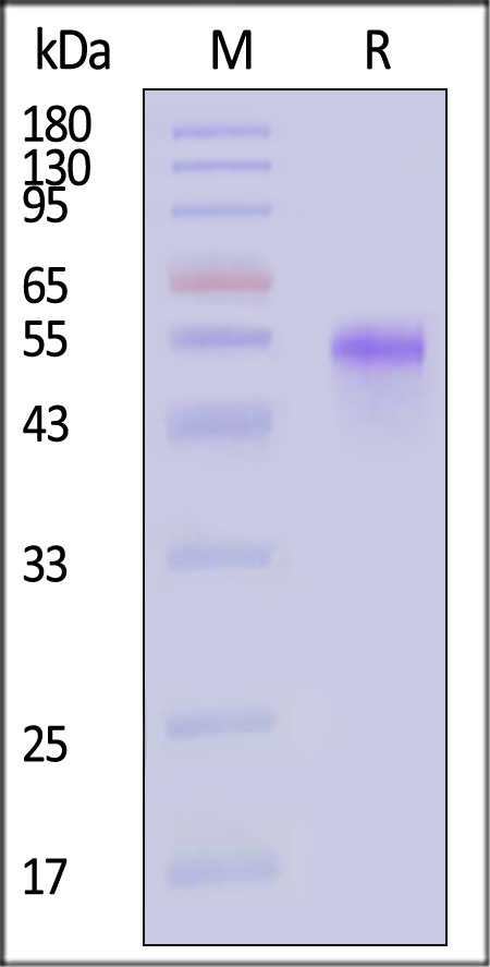 DL3-C52H9-sds