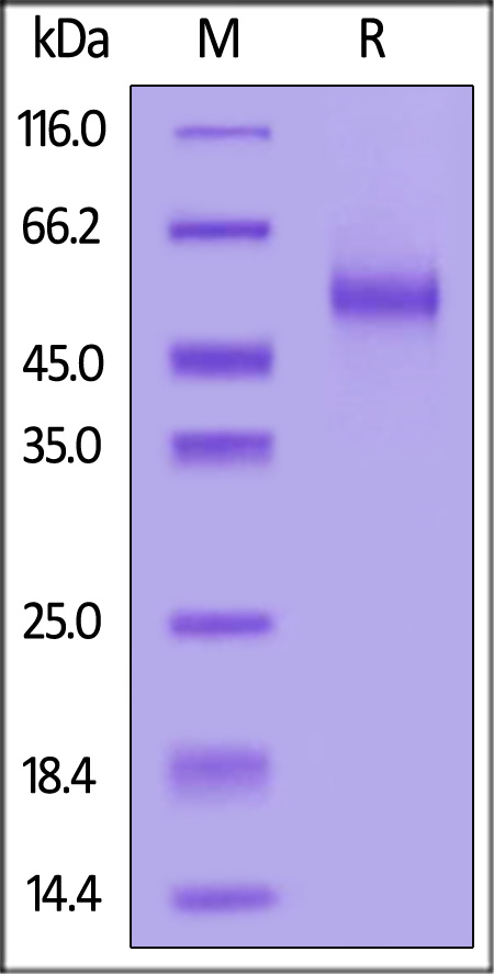 DL3-R52H3-sds