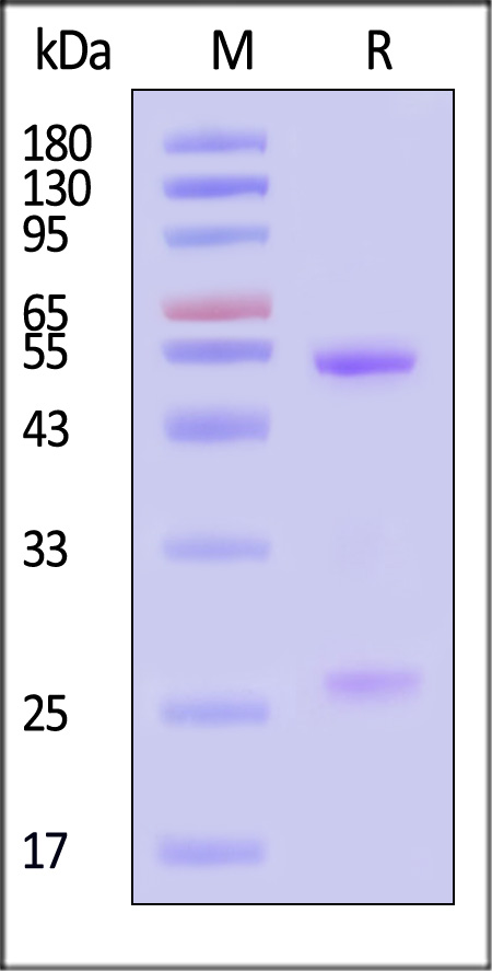 DNP-M553-sds