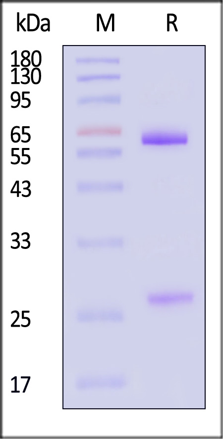 DNP-M915-sds