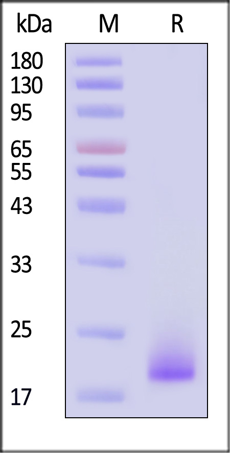 EA4-H5229-sds