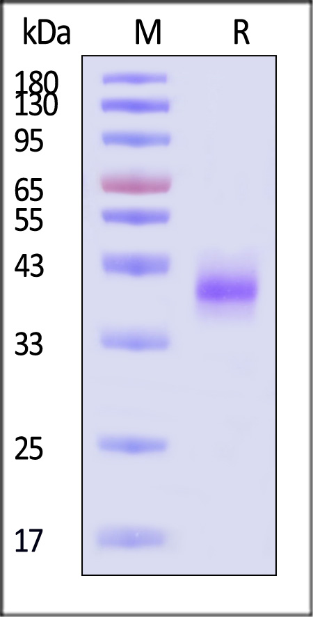 ENE-B57H4-sds