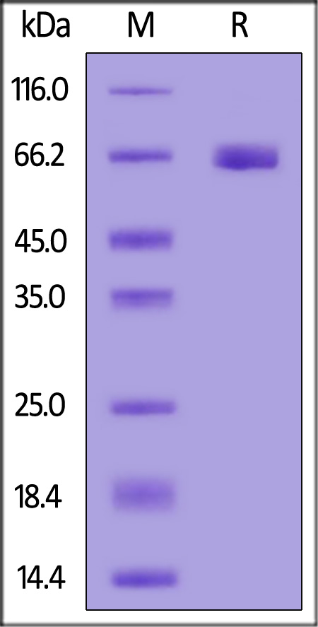 EP2-H52H4-sds