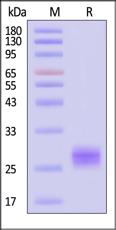 FAC-H52H3-sds